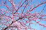 Click to see Y-WB-DSCF0149.JPG