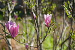 Click to see Y-WB-DSCF0243.JPG