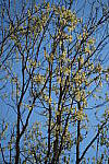 Click to see Y-WB-DSCF0283.JPG