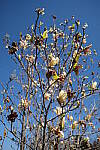 Click to see Y-WB-DSCF0331.JPG