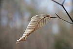 Click to see Y-WB-DSCF0361.JPG