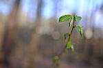 Click to see Y-WB-DSCF0415.JPG