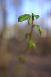 Click to see Y-WB-DSCF0421.JPG