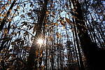 Click to see Y-WB-DSCF0430.JPG