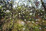 Click to see Y-WB-DSCF0455.JPG