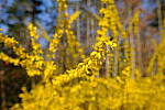Click to see Y-WB-DSCF0462.JPG