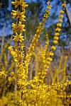 Click to see Y-WB-DSCF0472.JPG