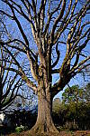 Click to see Y-WB-DSCF0489.JPG