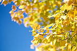 Click to see Y-JG-XF-50MM-F1-0058.JPG