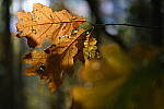 Click to see Y-JG-XF-50MM-F1-0094.JPG