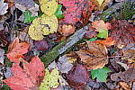 Click to see Y-JG-XF-50MM-F1-9806.JPG