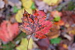 Click to see Y-JG-XF-50MM-F1-9807.JPG