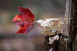 Click to see Y-JG-XF-50MM-F1-9912.JPG