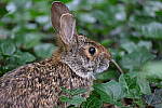 Click to see Y-WB-DSCF0015.JPG