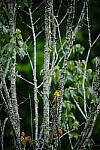 Click to see Y-WB-DSCF0284-RAWedit.jpg