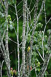 Click to see Y-WB-DSCF0284.JPG