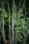 Click to see Y-WB-DSCF0288-RAWedit.jpg