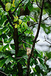 Click to see Y-WB-DSCF0322-RAWedit.jpg