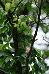 Click to see Y-WB-DSCF0322.JPG