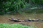 Click to see Y-WB-DSCF0347.JPG