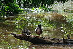 Click to see Y-WB-DSCF0375.JPG