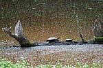 Click to see Y-WB-DSCF0388.JPG