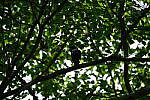 Click to see Y-WB-DSCF0403.JPG
