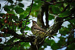 Click to see Y-WB-DSCF0426-RAWedit.jpg