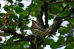 Click to see Y-WB-DSCF0426.JPG