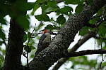 Click to see Y-WB-DSCF0434.JPG