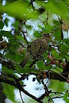 Click to see Y-WB-DSCF0441.JPG