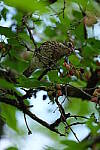 Click to see Y-WB-DSCF0444.JPG