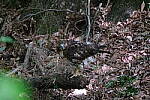 Click to see Y-WB-DSCF0465.JPG