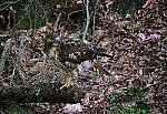 Click to see Y-WB-DSCF0470-XT4-100_400-400mm_Test.jpg