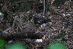 Click to see Y-WB-DSCF0470.JPG