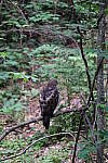 Click to see Y-WB-DSCF0530.JPG