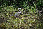 Click to see Y-WB-DSCF0612-RAWedit.jpg