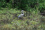 Click to see Y-WB-DSCF0612.JPG