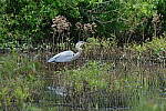 Click to see Y-WB-DSCF0631.JPG