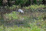 Click to see Y-WB-DSCF0644.JPG