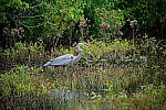 Click to see Y-WB-DSCF0658-RAWedit.jpg