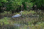 Click to see Y-WB-DSCF0658.JPG