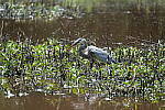 Click to see Y-WB-DSCF0696.JPG