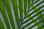 Click to see Y-WB-DSCF0828.JPG