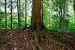 Click to see Y-WB-DSCF0859.JPG
