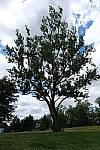 Click to see Y-WB-DSCF0880.JPG