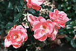 Click to see Y-WB-DSCF0895-ClassicNegative.JPG