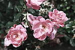 Click to see Y-WB-DSCF0895-EternaBleach.JPG