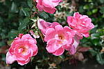 Click to see Y-WB-DSCF0895-Provia.JPG