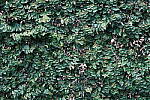 Click to see Y-WB-DSCF0907.JPG